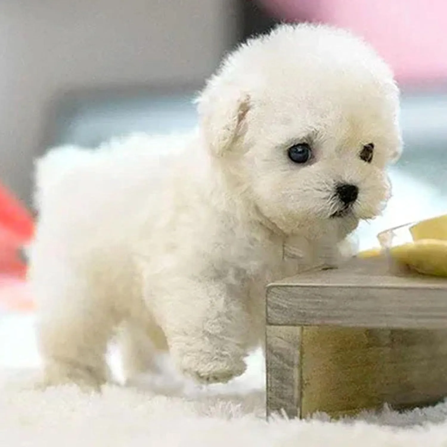 2025 New Robot Dog, My Realistic Robot Puppy, Robotpuppy That Acts Like A Real Puppy, Ai Robots Dogs for Walking, Barking, Tail Wagging (White)
