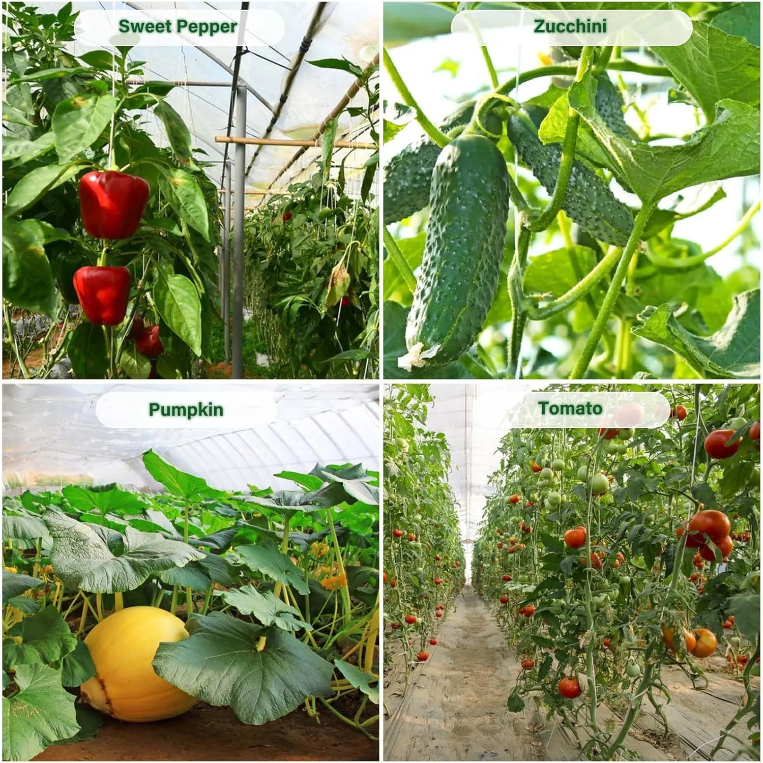 Greenhouse Plastic Sheeting 6 Mil, 10 x 15 FT Heavy Duty Clear Polyethylene Film for Greenhouses, High Light Transmission, Weatherproof, UV Resistant, Plastic Covering for Gardening, Farming