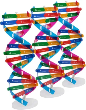 Toyvian 3Pcs DIY Double Helix Structure for Biology Learning Interactive Molecular Model Tool for Students Engaging Genes Education Plaything